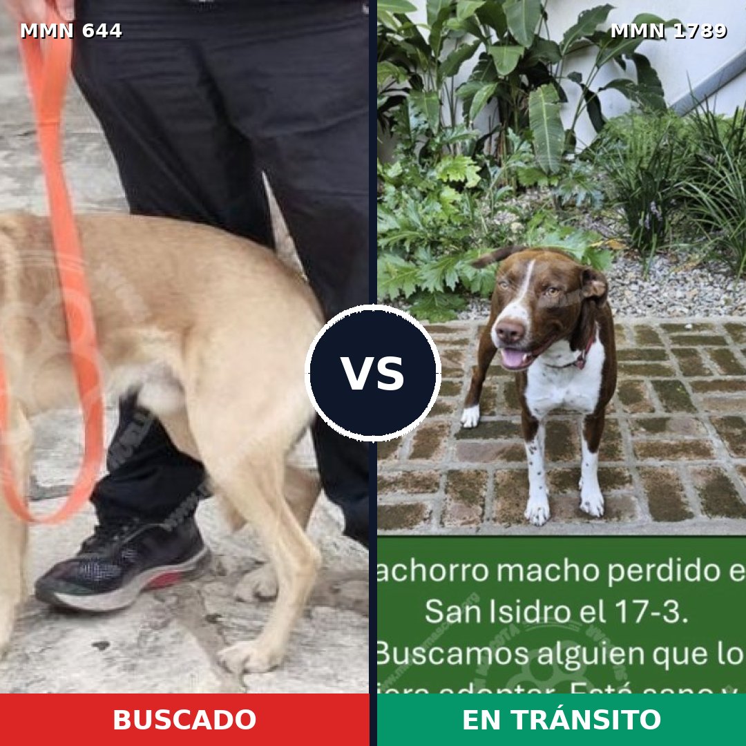Comparativa MMS 39585: mascota perdida y mascota encontrada, 44% de similitud