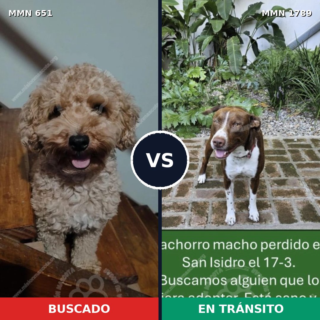 Comparativa MMS 39586: mascota perdida y mascota encontrada, 24% de similitud