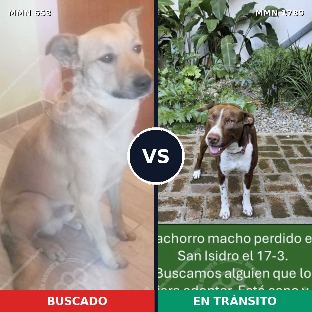 Comparativa MMS 39587: mascota perdida y mascota encontrada, 45% de similitud