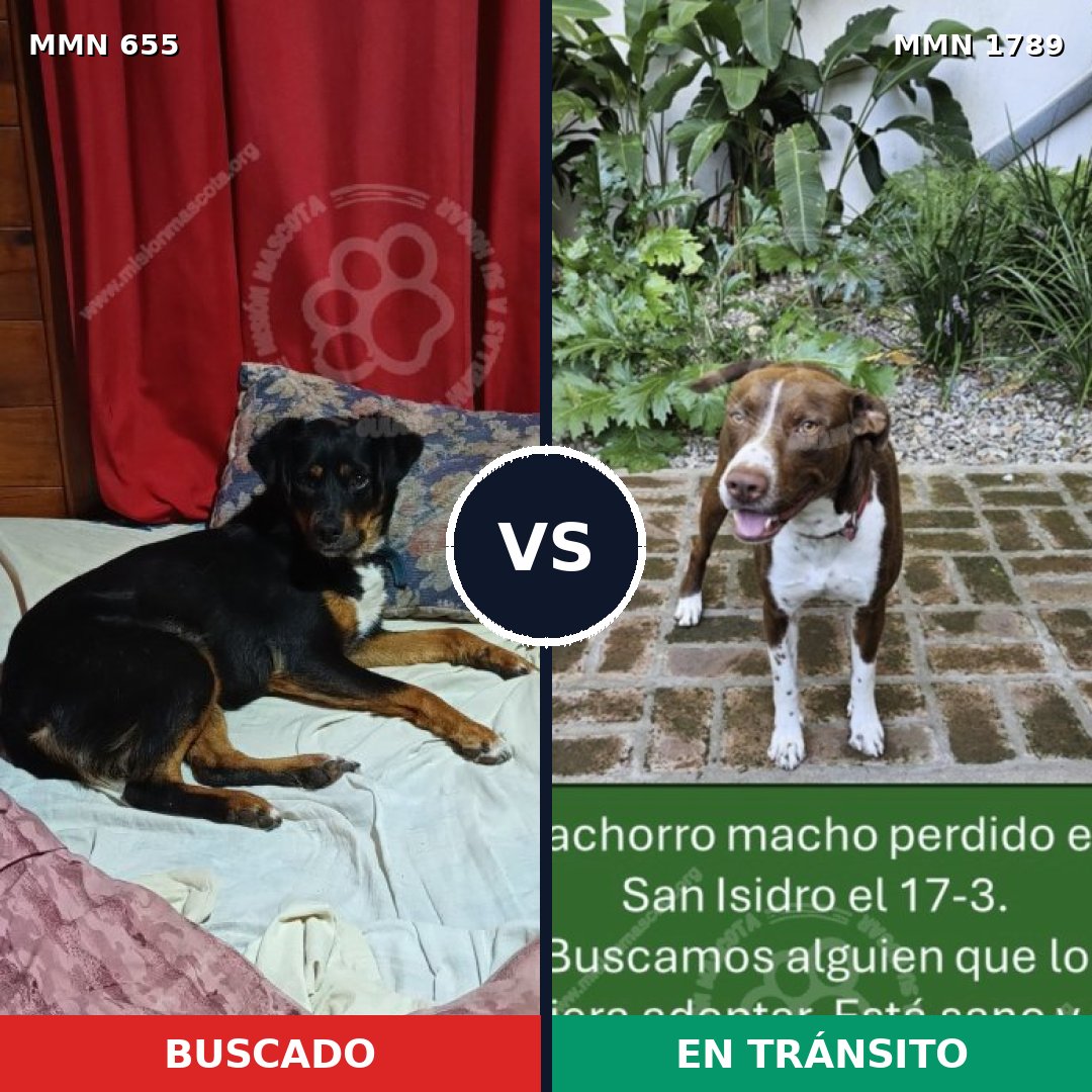 Comparativa MMS 39588: mascota perdida y mascota encontrada, 45% de similitud