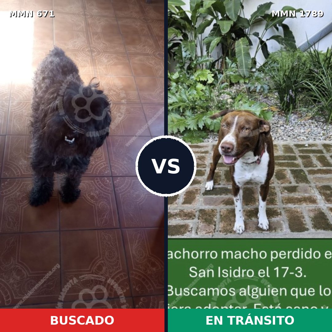 Comparativa MMS 39589: mascota perdida y mascota encontrada, 38% de similitud