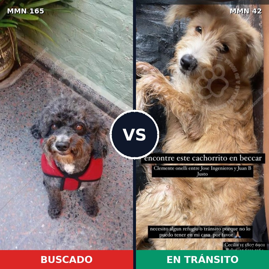 Comparativa MMS 3959: mascota perdida y mascota encontrada, 10% de similitud
