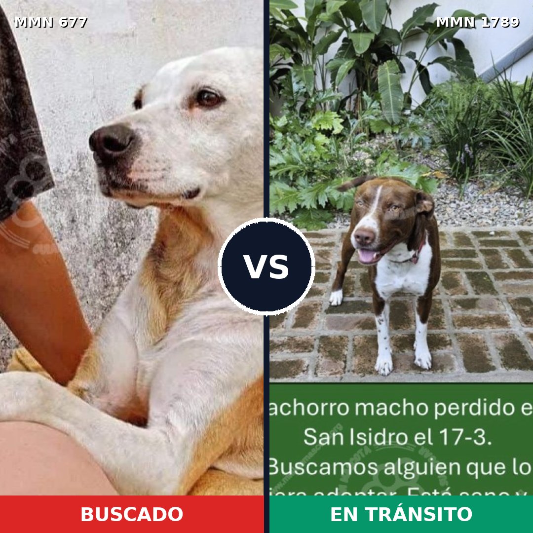 Comparativa MMS 39590: mascota perdida y mascota encontrada, 44% de similitud
