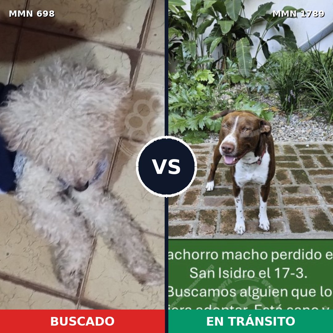 Comparativa MMS 39591: mascota perdida y mascota encontrada, 33% de similitud