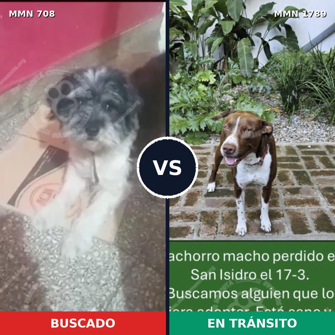 Comparativa MMS 39592: mascota perdida y mascota encontrada, 37% de similitud