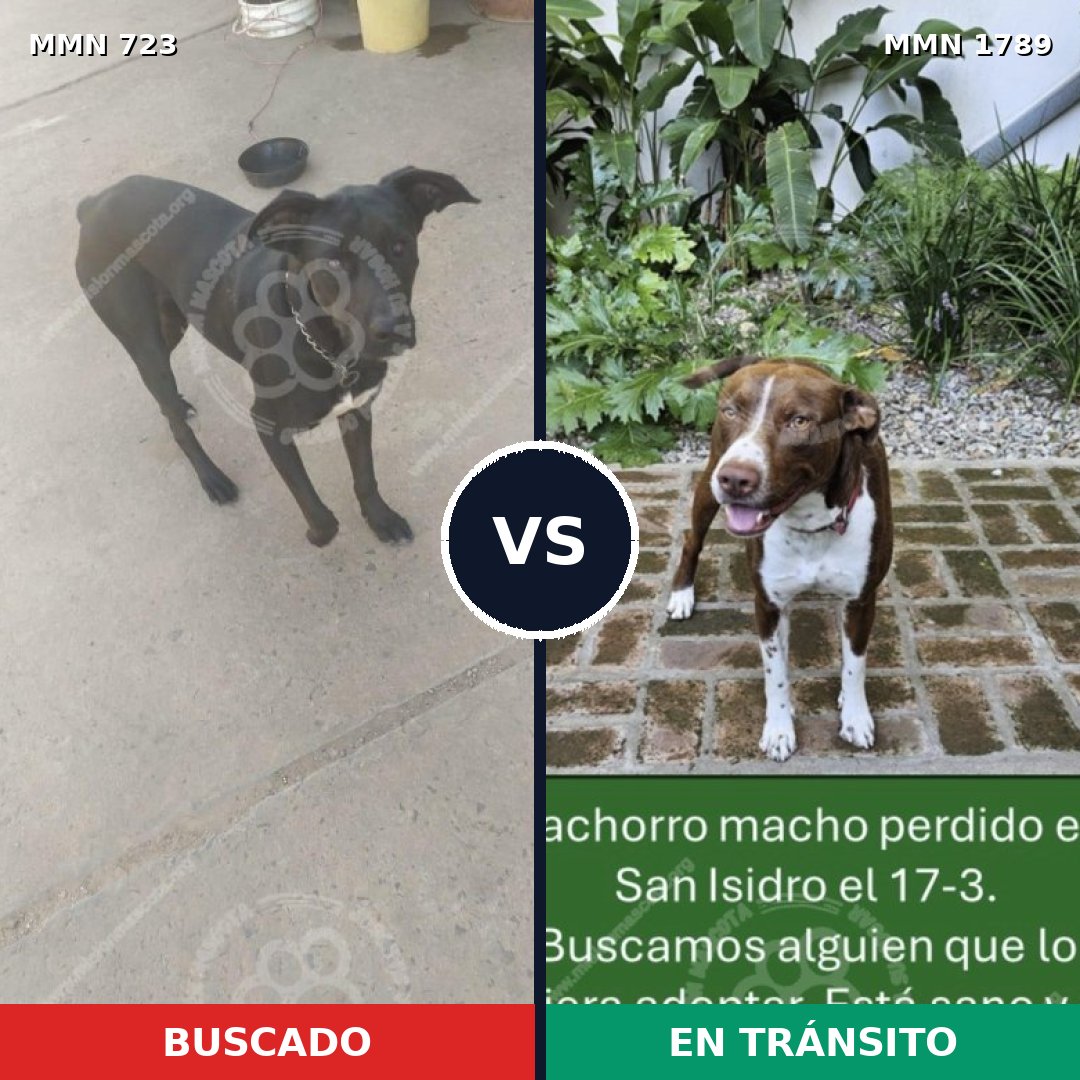 Comparativa MMS 39595: mascota perdida y mascota encontrada, 32% de similitud