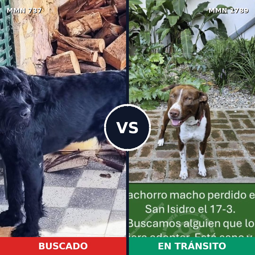 Comparativa MMS 39596: mascota perdida y mascota encontrada, 20% de similitud