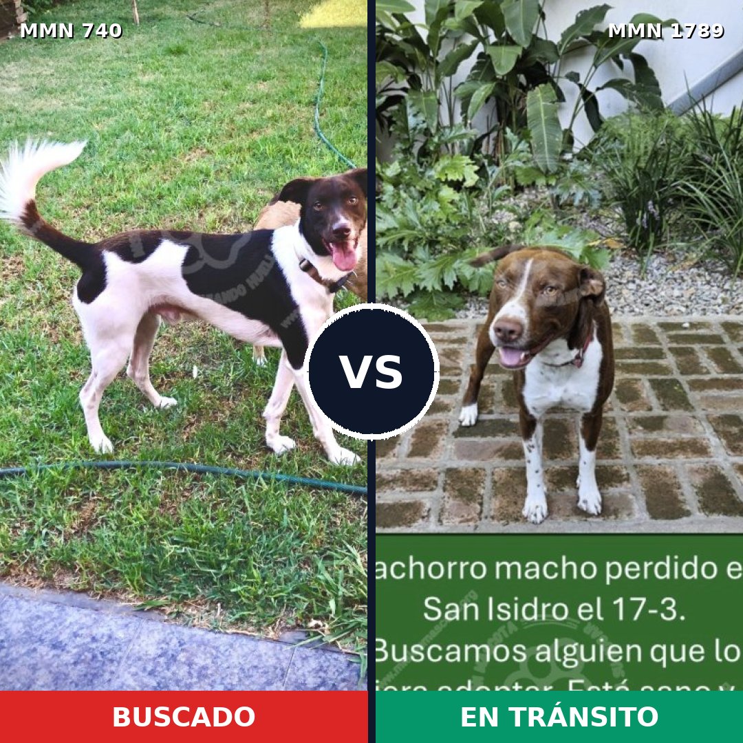 Comparativa MMS 39597: mascota perdida y mascota encontrada, 49% de similitud