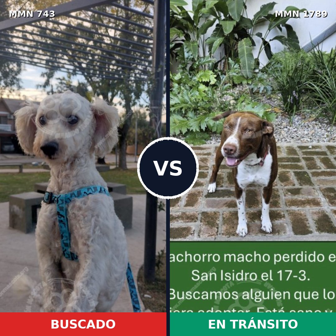 Comparativa MMS 39598: mascota perdida y mascota encontrada, 43% de similitud