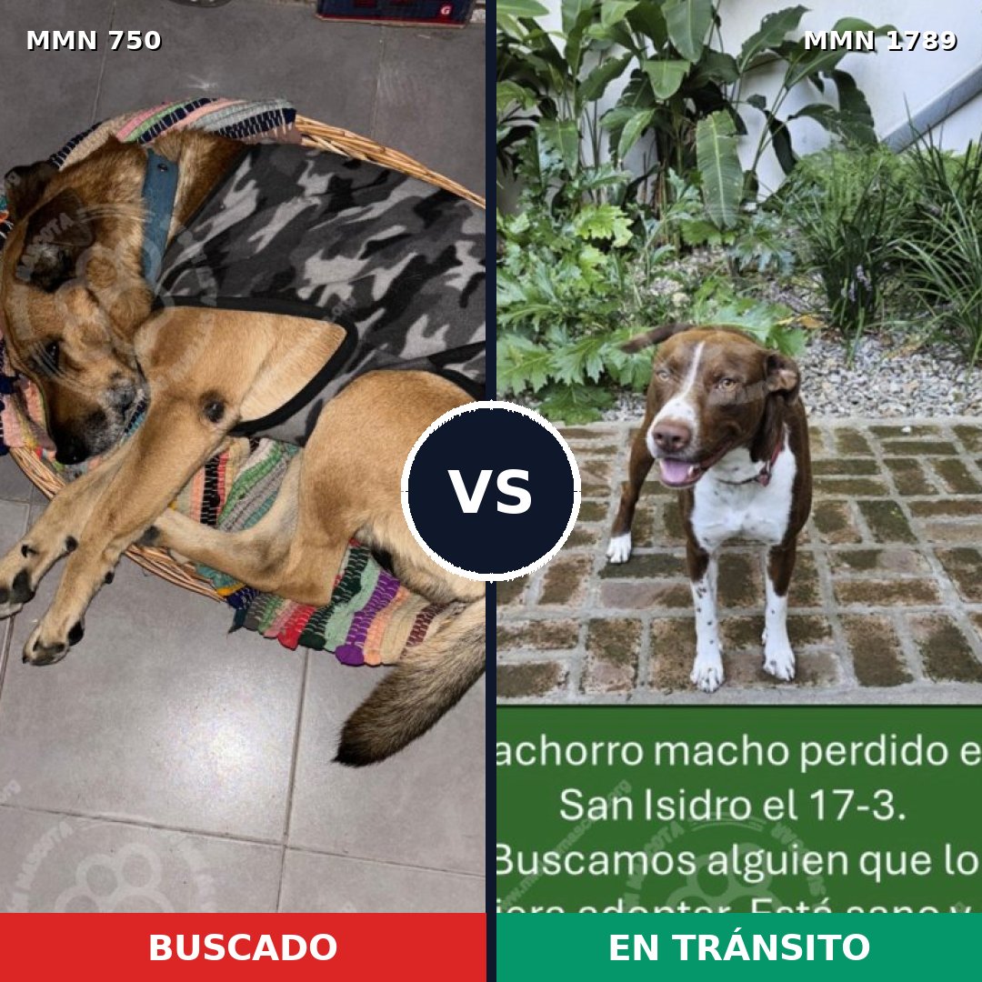Comparativa MMS 39599: mascota perdida y mascota encontrada, 40% de similitud