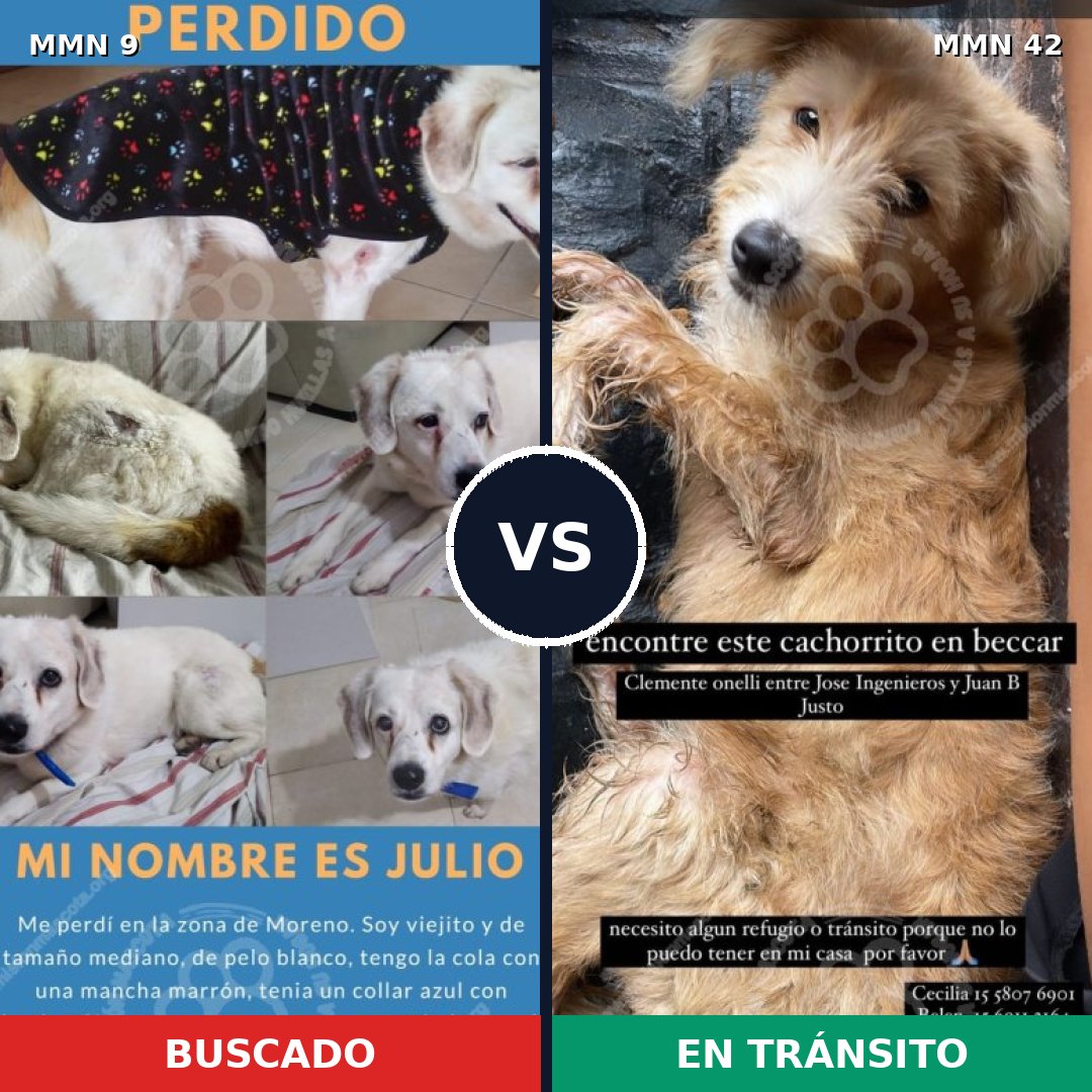 Comparativa MMS 396: mascota perdida y mascota encontrada, 58% de similitud