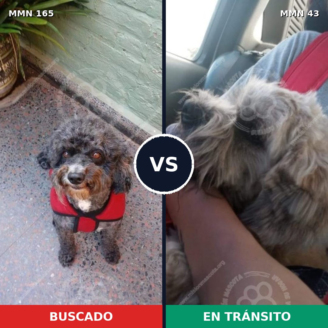Comparativa MMS 3960: mascota perdida y mascota encontrada, 11% de similitud