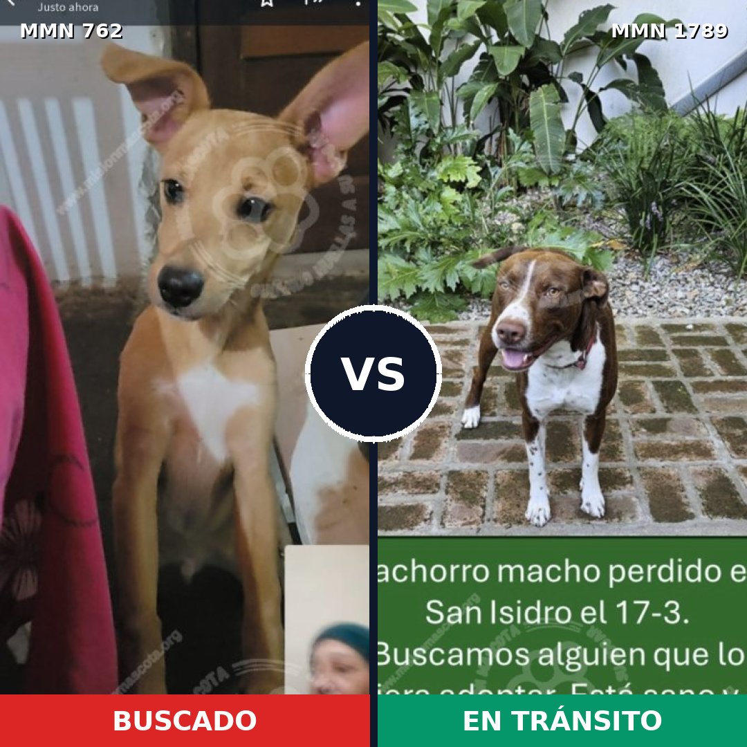 Comparativa MMS 39600: mascota perdida y mascota encontrada, 48% de similitud