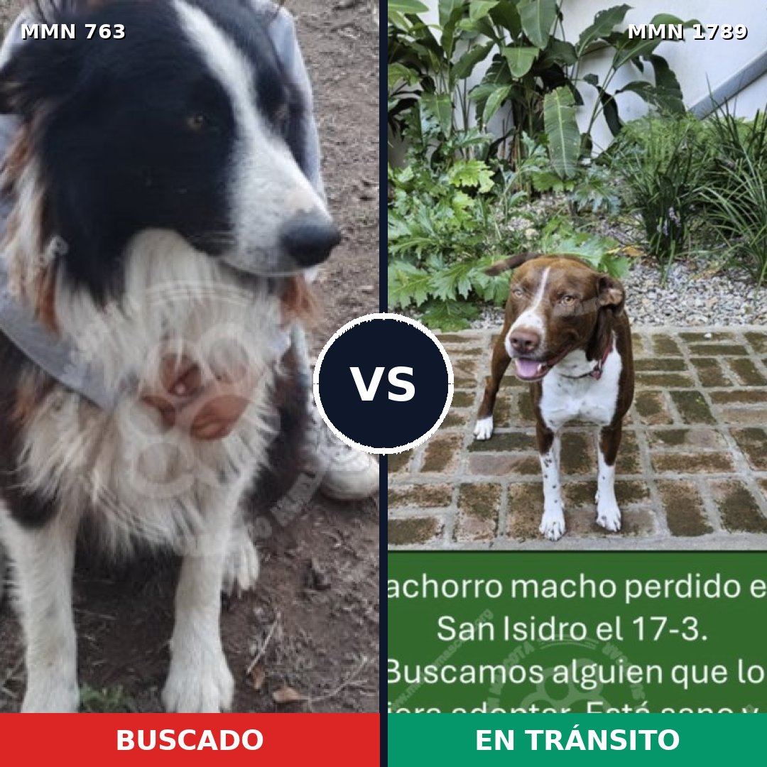 Comparativa MMS 39601: mascota perdida y mascota encontrada, 42% de similitud