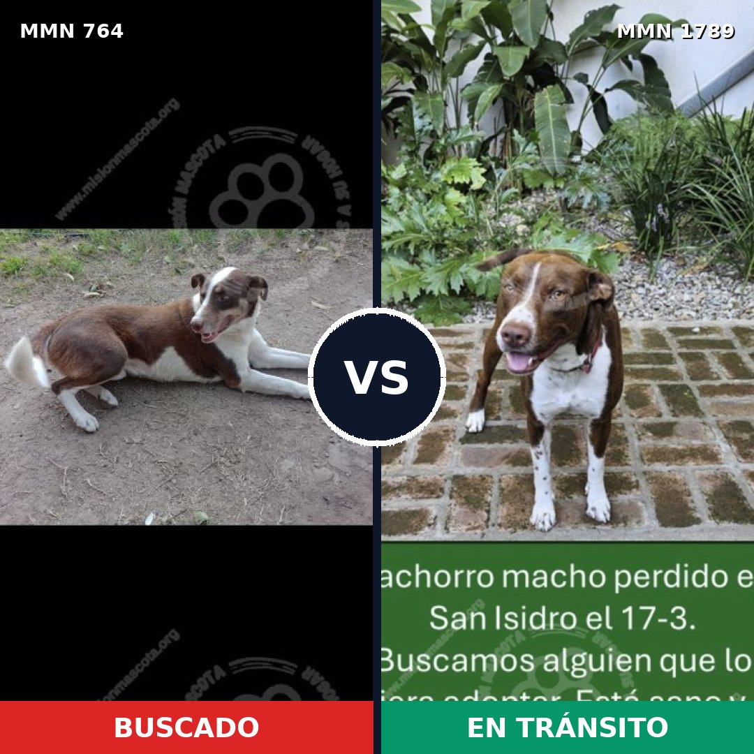 Comparativa MMS 39602: mascota perdida y mascota encontrada, 48% de similitud