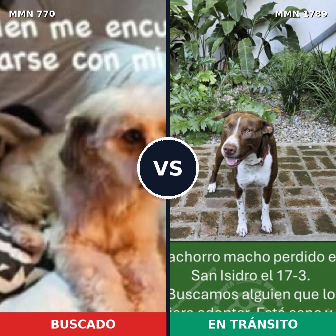Comparativa MMS 39603: mascota perdida y mascota encontrada, 41% de similitud