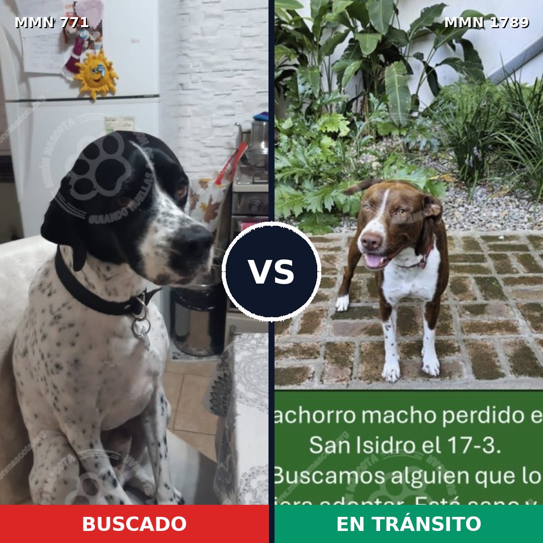 Comparativa MMS 39604: mascota perdida y mascota encontrada, 38% de similitud