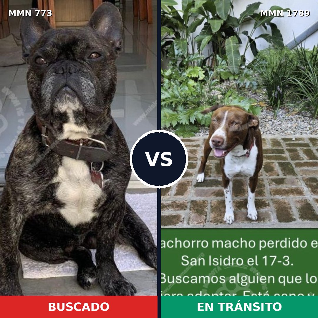 Comparativa MMS 39605: mascota perdida y mascota encontrada, 45% de similitud