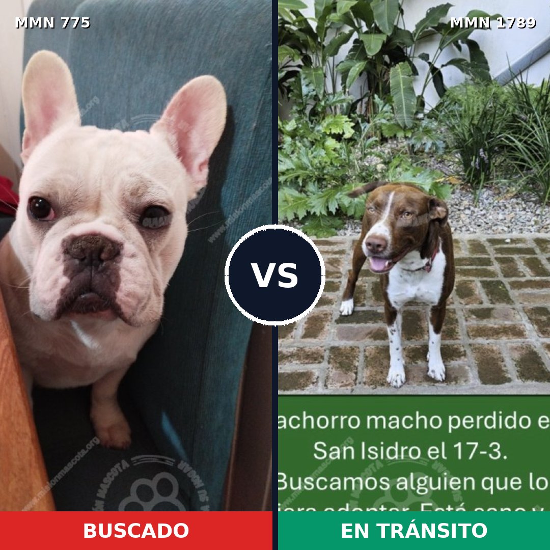 Comparativa MMS 39606: mascota perdida y mascota encontrada, 44% de similitud
