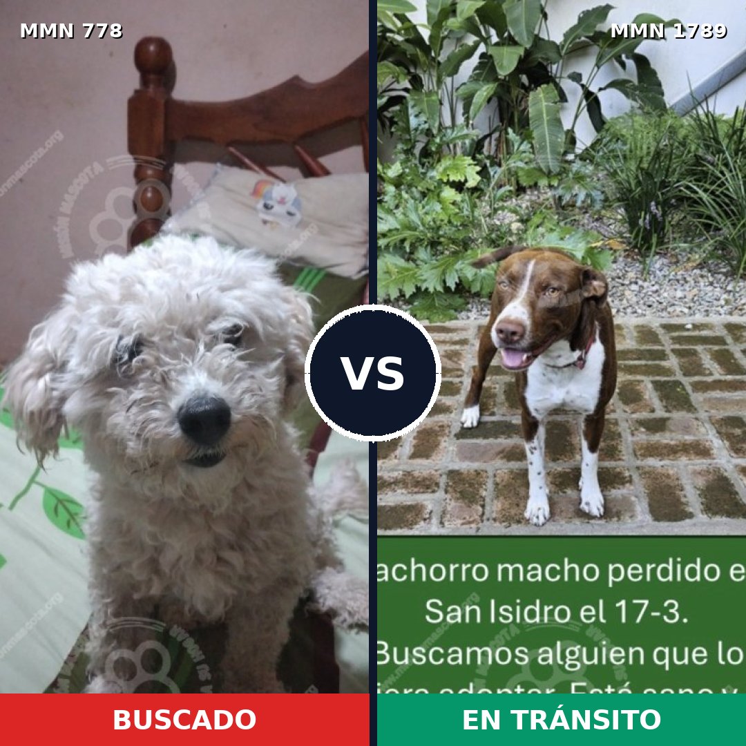 Comparativa MMS 39607: mascota perdida y mascota encontrada, 34% de similitud