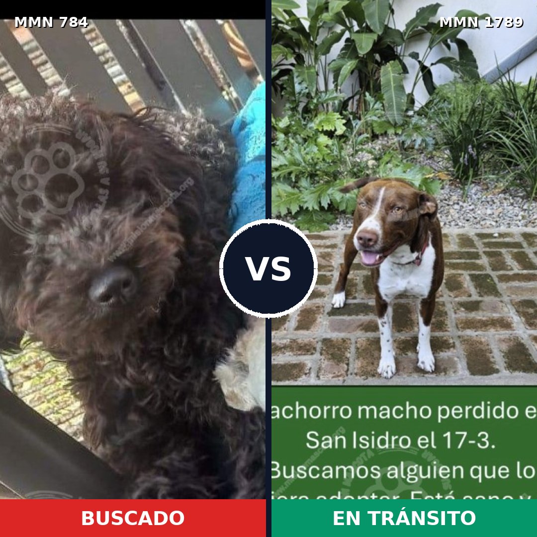 Comparativa MMS 39608: mascota perdida y mascota encontrada, 29% de similitud