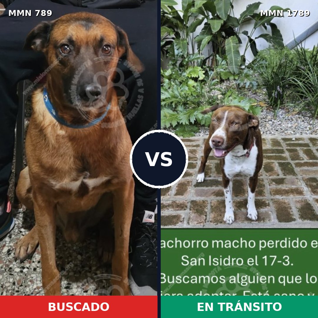 Comparativa MMS 39609: mascota perdida y mascota encontrada, 38% de similitud