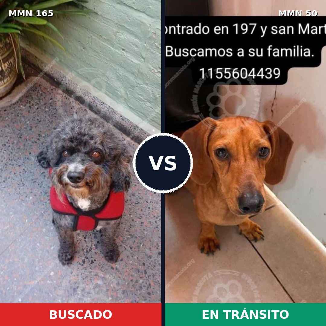 Comparativa MMS 3961: mascota perdida y mascota encontrada, 8% de similitud