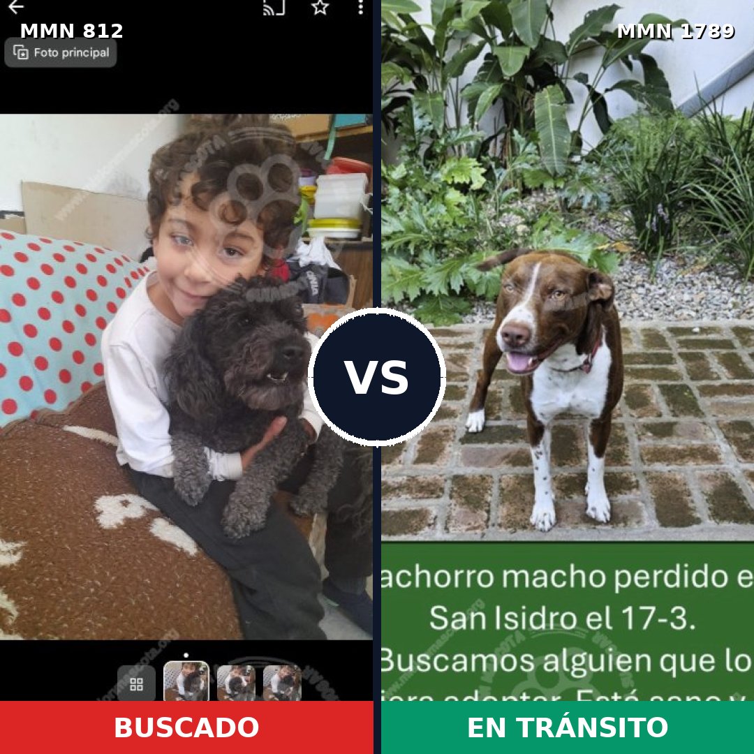 Comparativa MMS 39611: mascota perdida y mascota encontrada, 22% de similitud