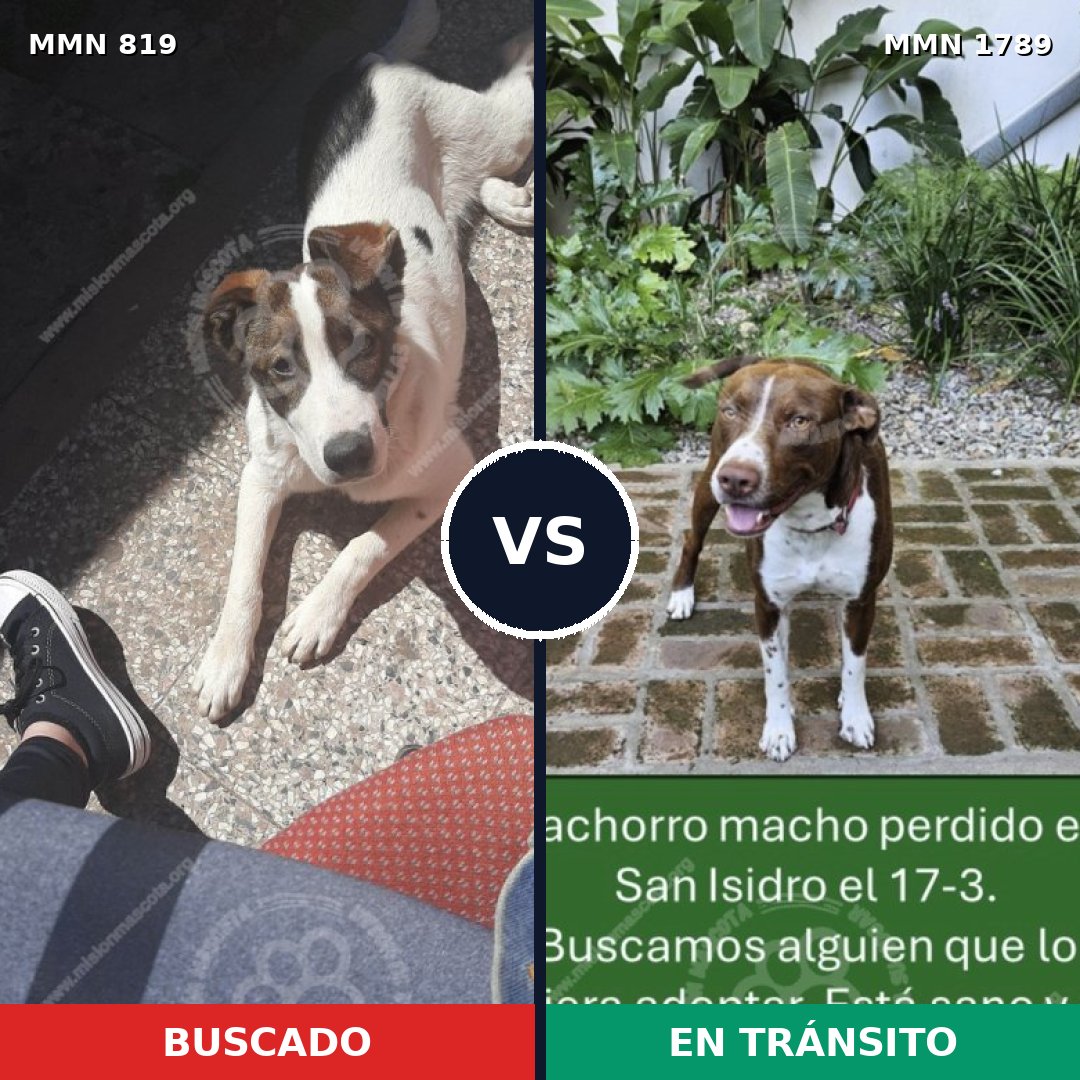Comparativa MMS 39612: mascota perdida y mascota encontrada, 48% de similitud