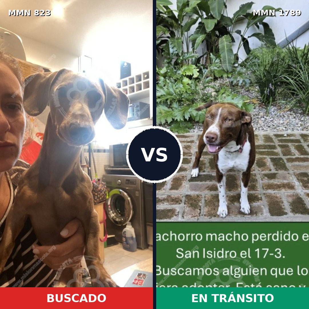 Comparativa MMS 39613: mascota perdida y mascota encontrada, 26% de similitud