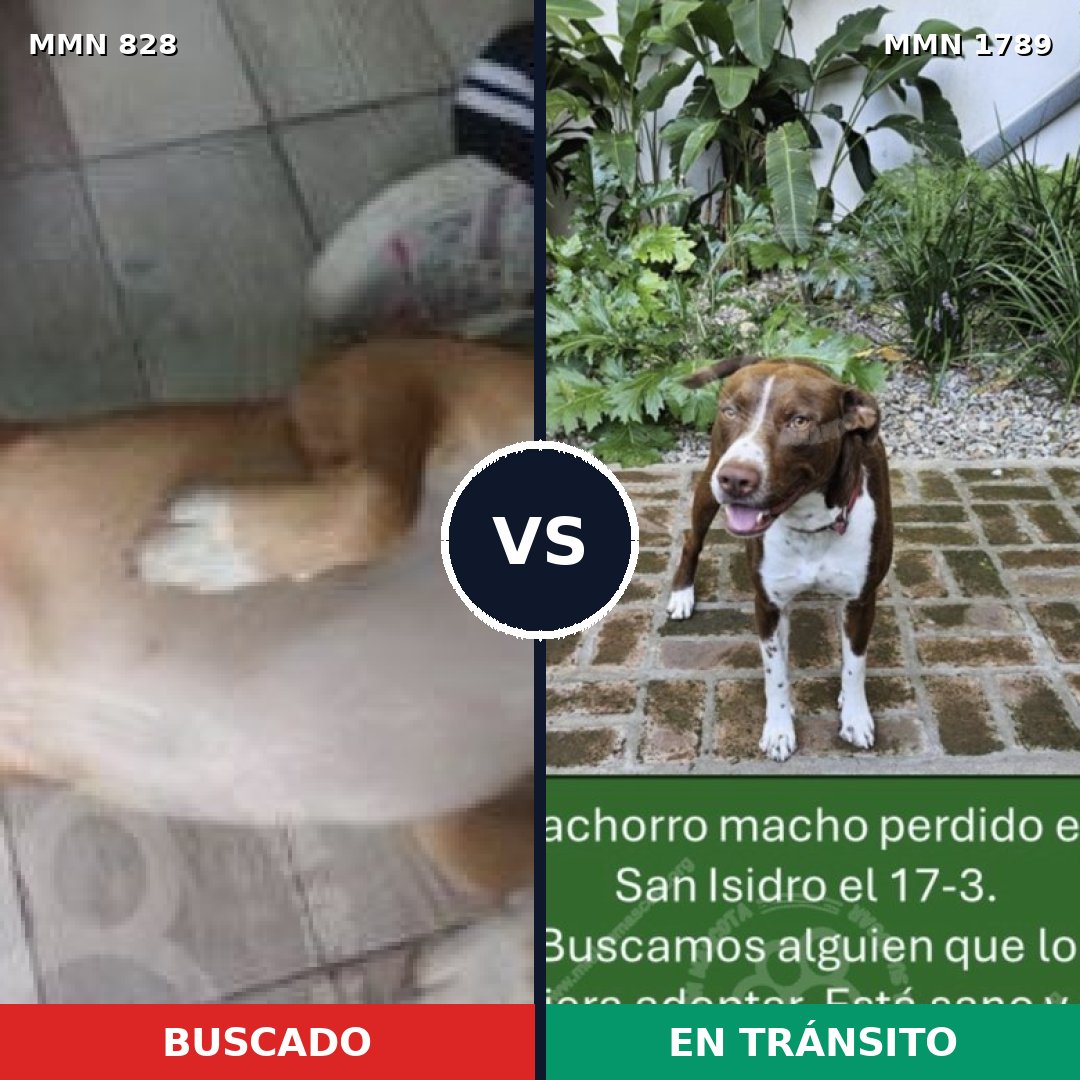 Comparativa MMS 39614: mascota perdida y mascota encontrada, 44% de similitud