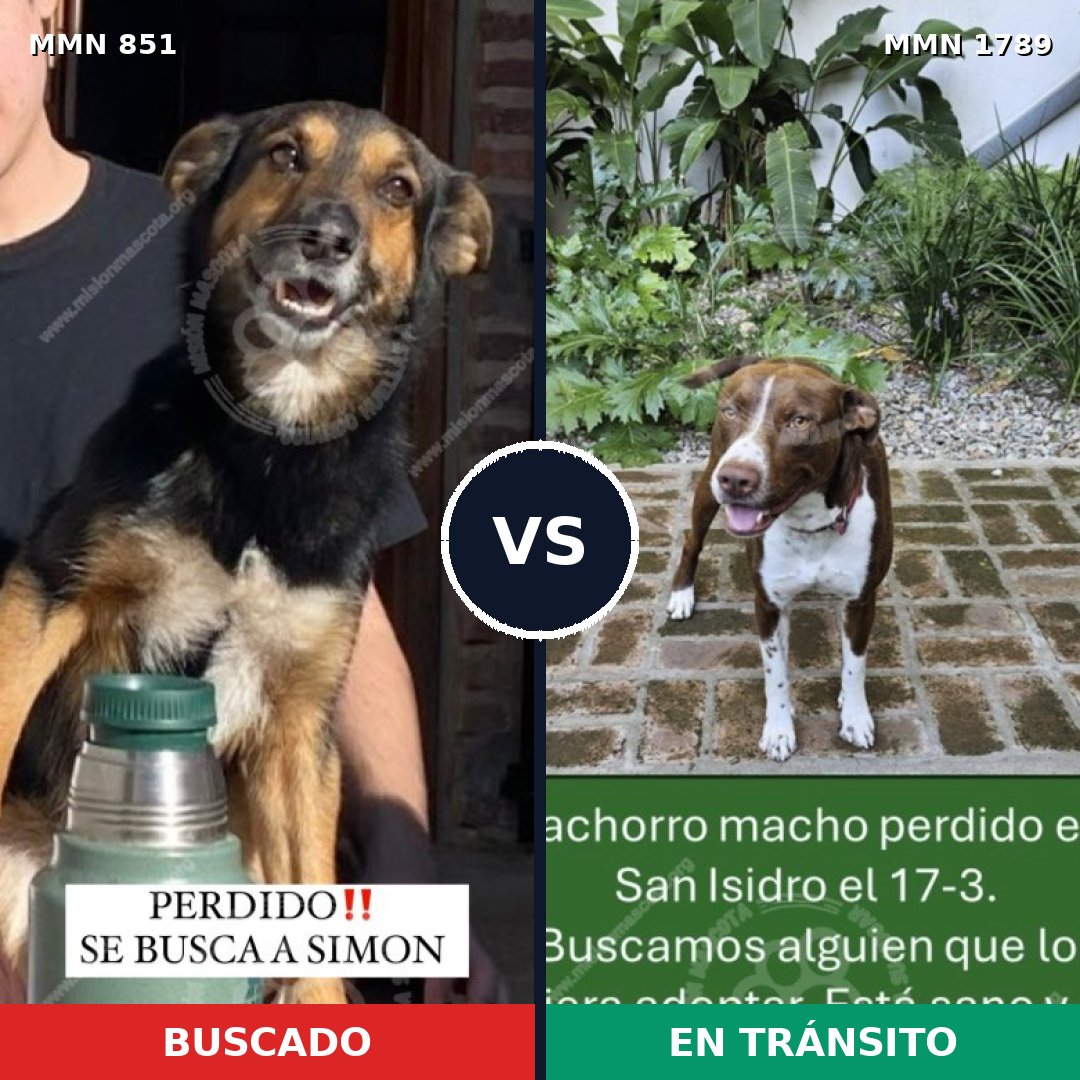 Comparativa MMS 39615: mascota perdida y mascota encontrada, 42% de similitud