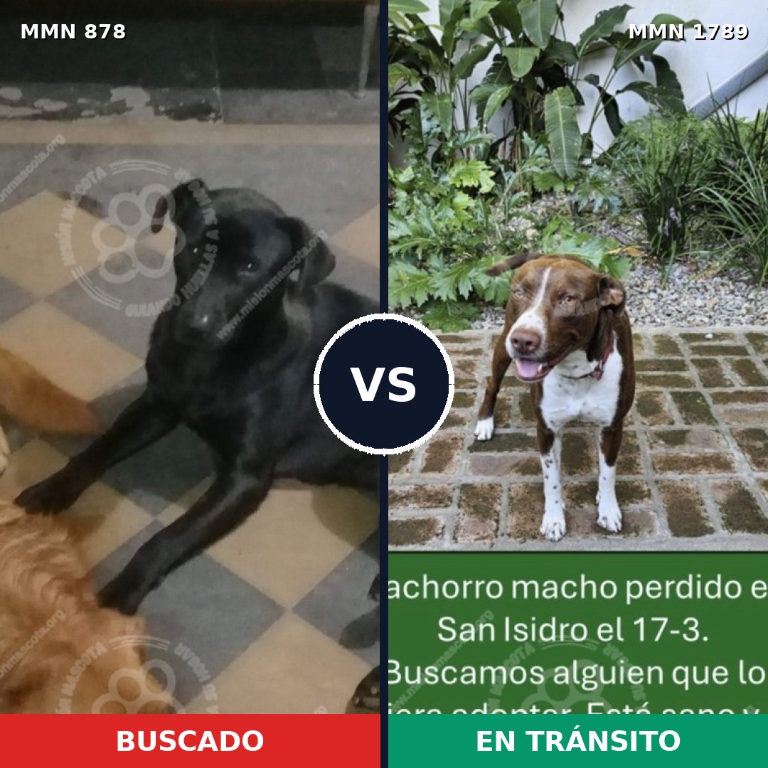 Comparativa MMS 39617: mascota perdida y mascota encontrada, 41% de similitud