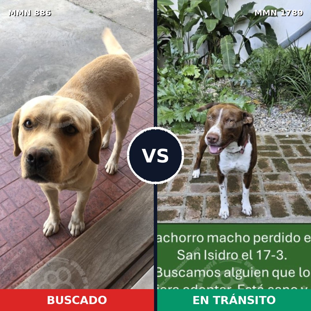 Comparativa MMS 39618: mascota perdida y mascota encontrada, 45% de similitud