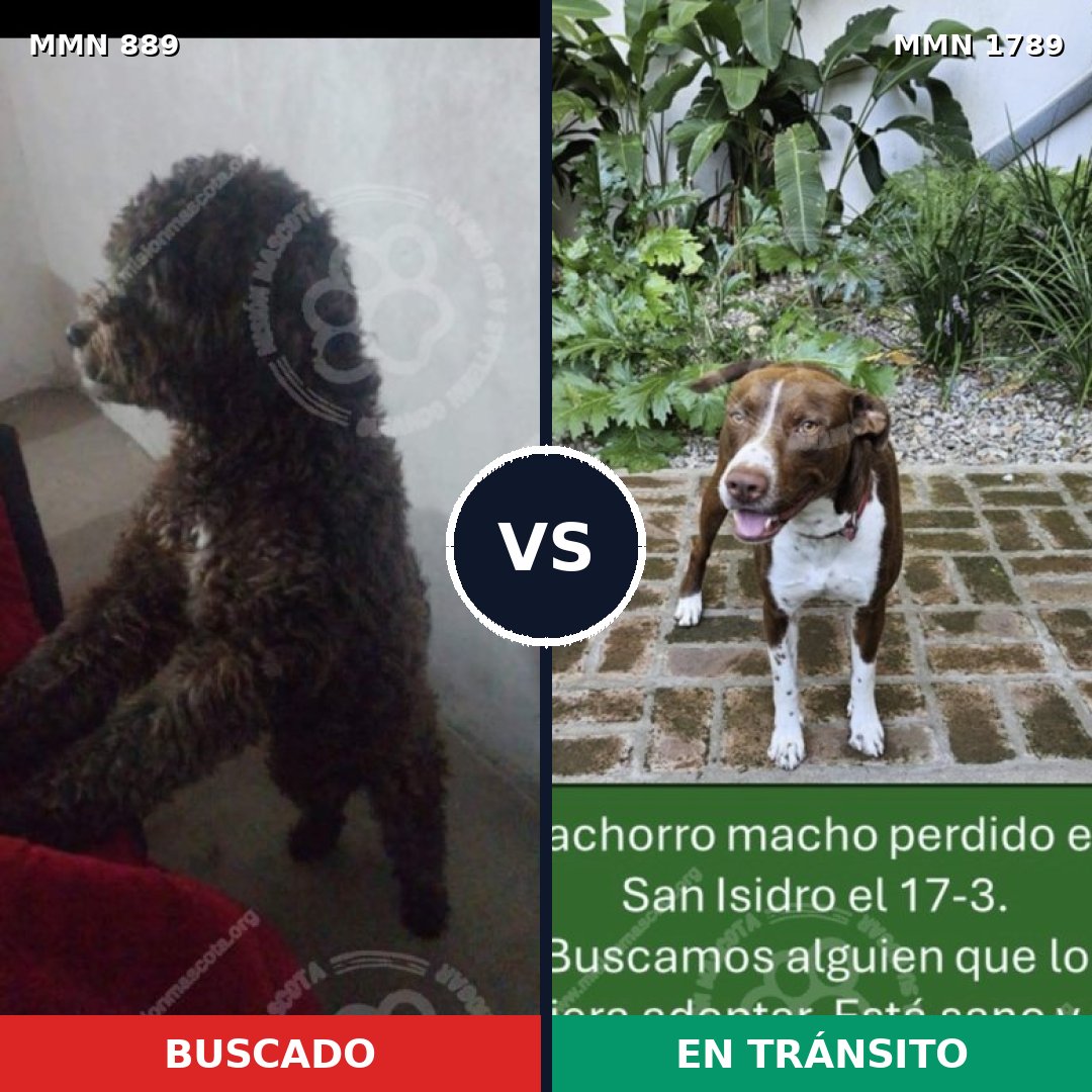 Comparativa MMS 39619: mascota perdida y mascota encontrada, 44% de similitud
