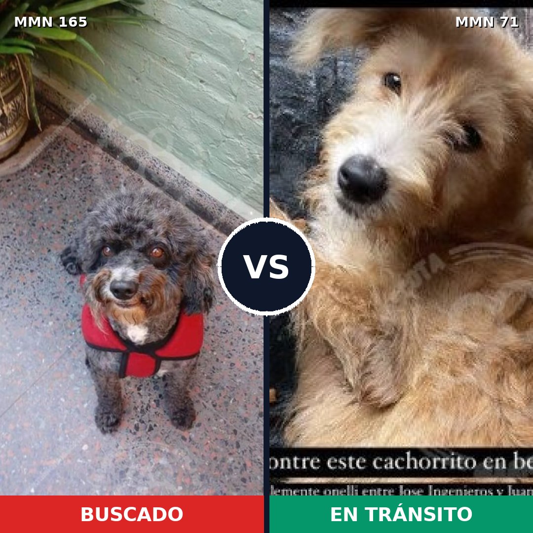 Comparativa MMS 3962: mascota perdida y mascota encontrada, 51% de similitud