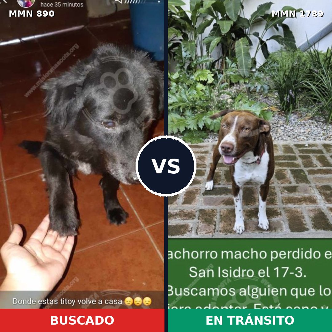 Comparativa MMS 39620: mascota perdida y mascota encontrada, 33% de similitud