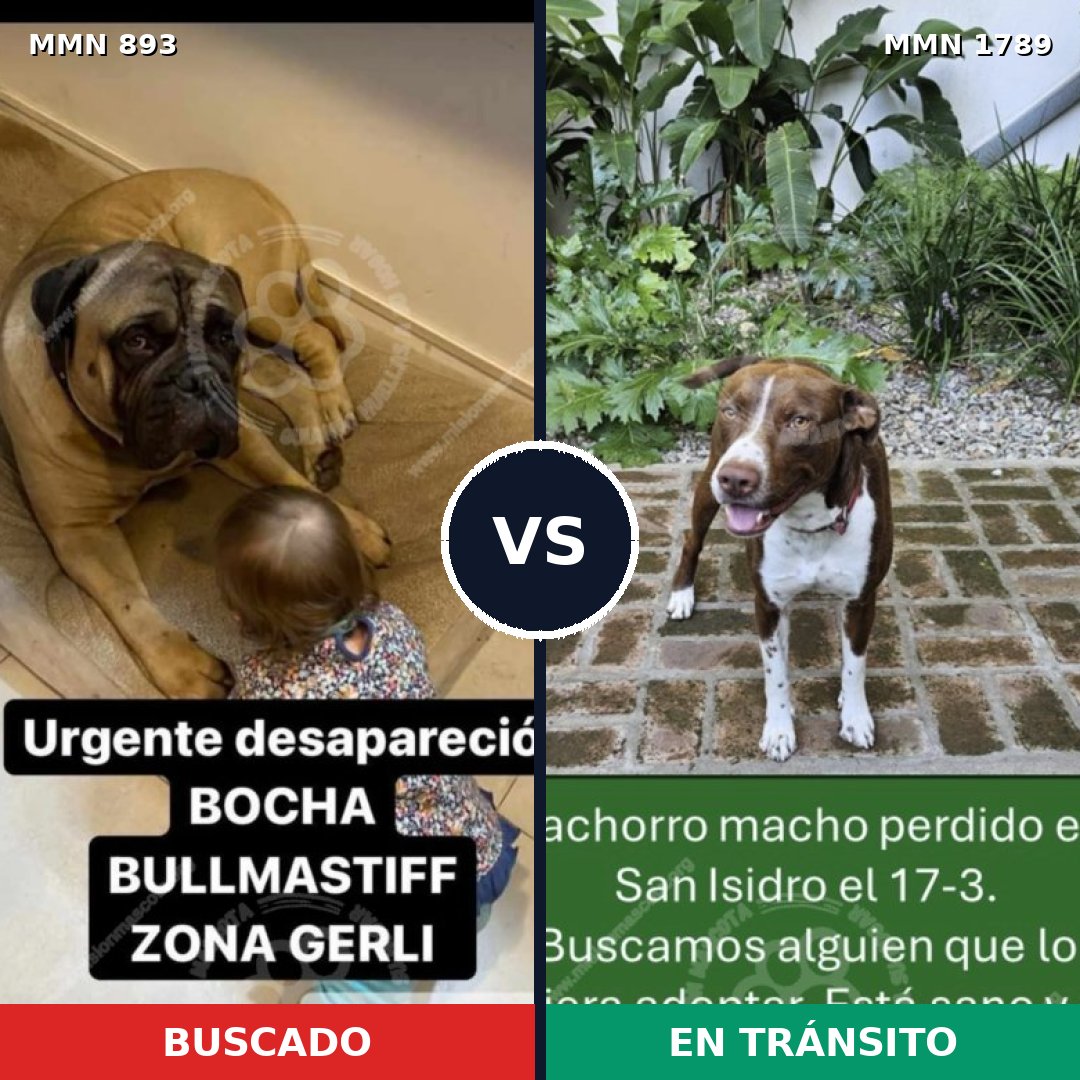 Comparativa MMS 39621: mascota perdida y mascota encontrada, 23% de similitud