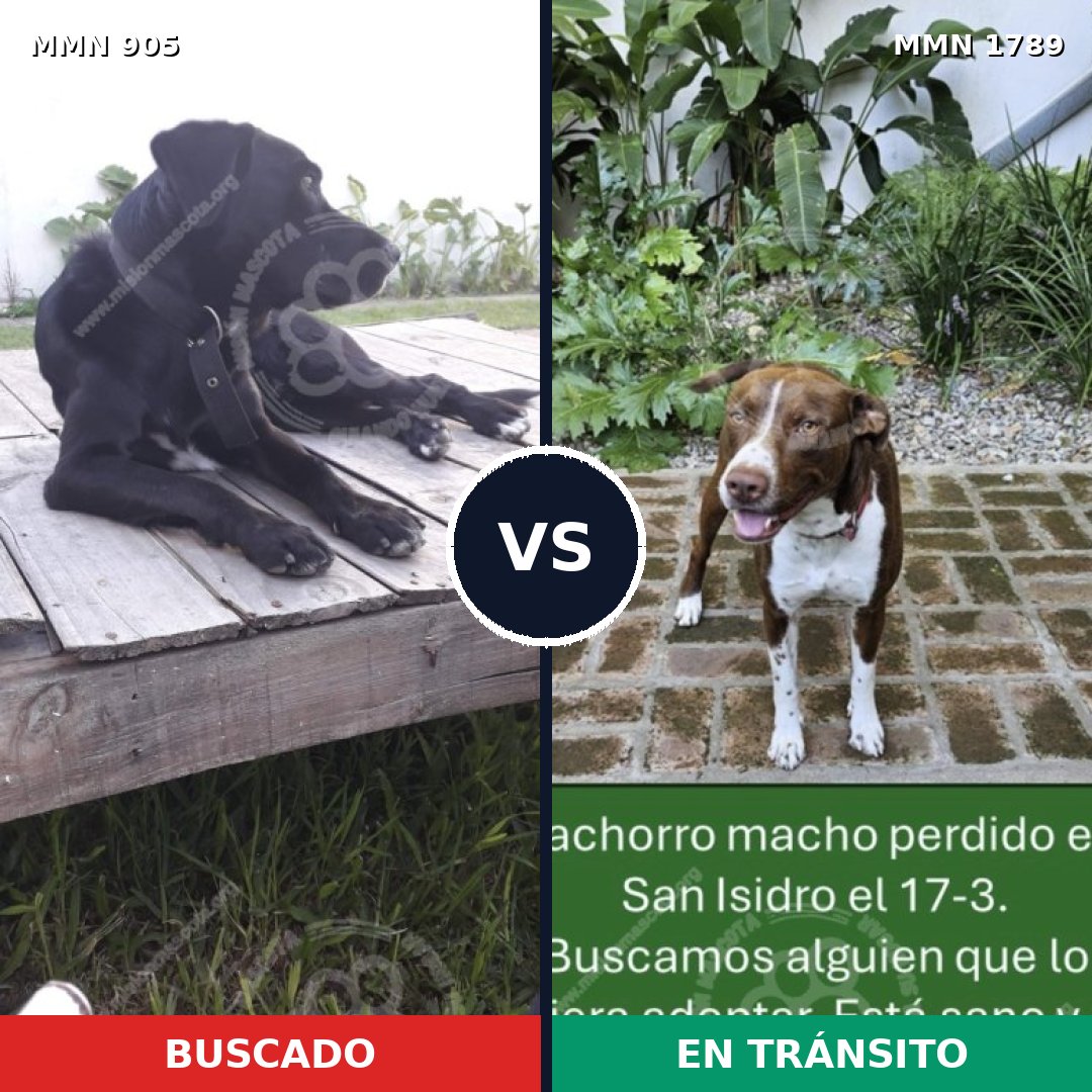 Comparativa MMS 39622: mascota perdida y mascota encontrada, 53% de similitud