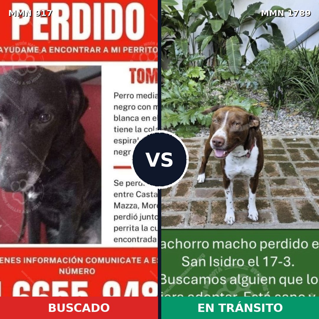 Comparativa MMS 39623: mascota perdida y mascota encontrada, 50% de similitud