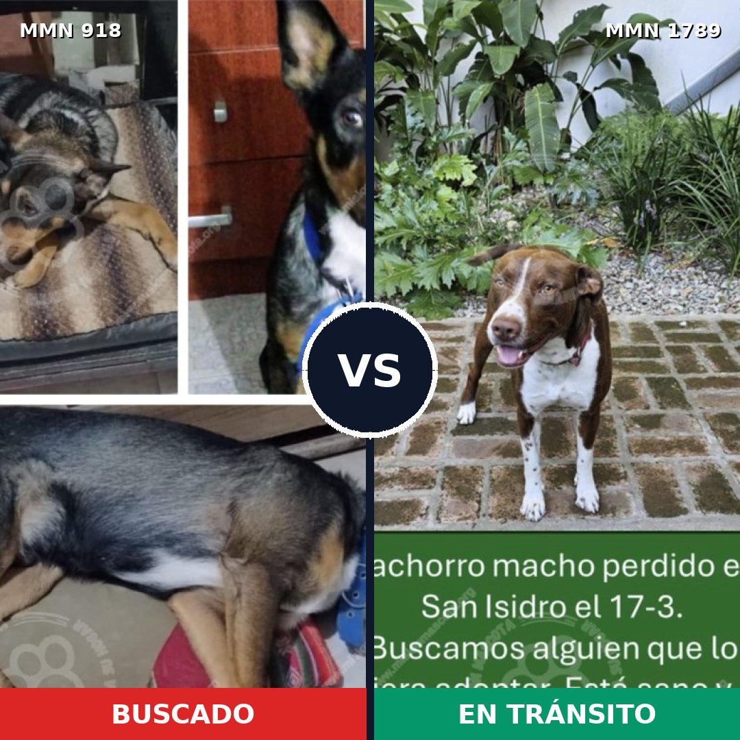 Comparativa MMS 39624: mascota perdida y mascota encontrada, 55% de similitud