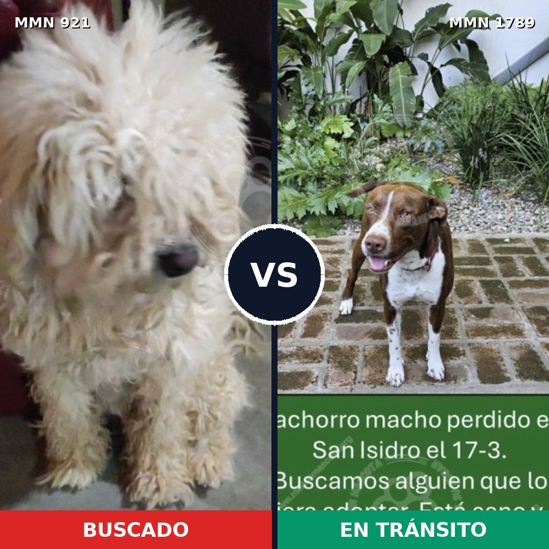 Comparativa MMS 39627: mascota perdida y mascota encontrada, 29% de similitud
