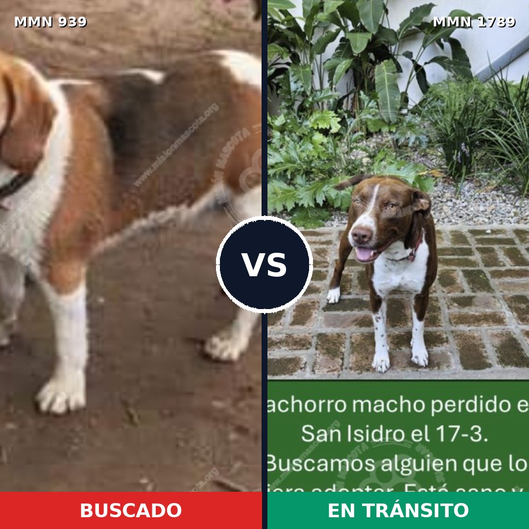 Comparativa MMS 39628: mascota perdida y mascota encontrada, 46% de similitud