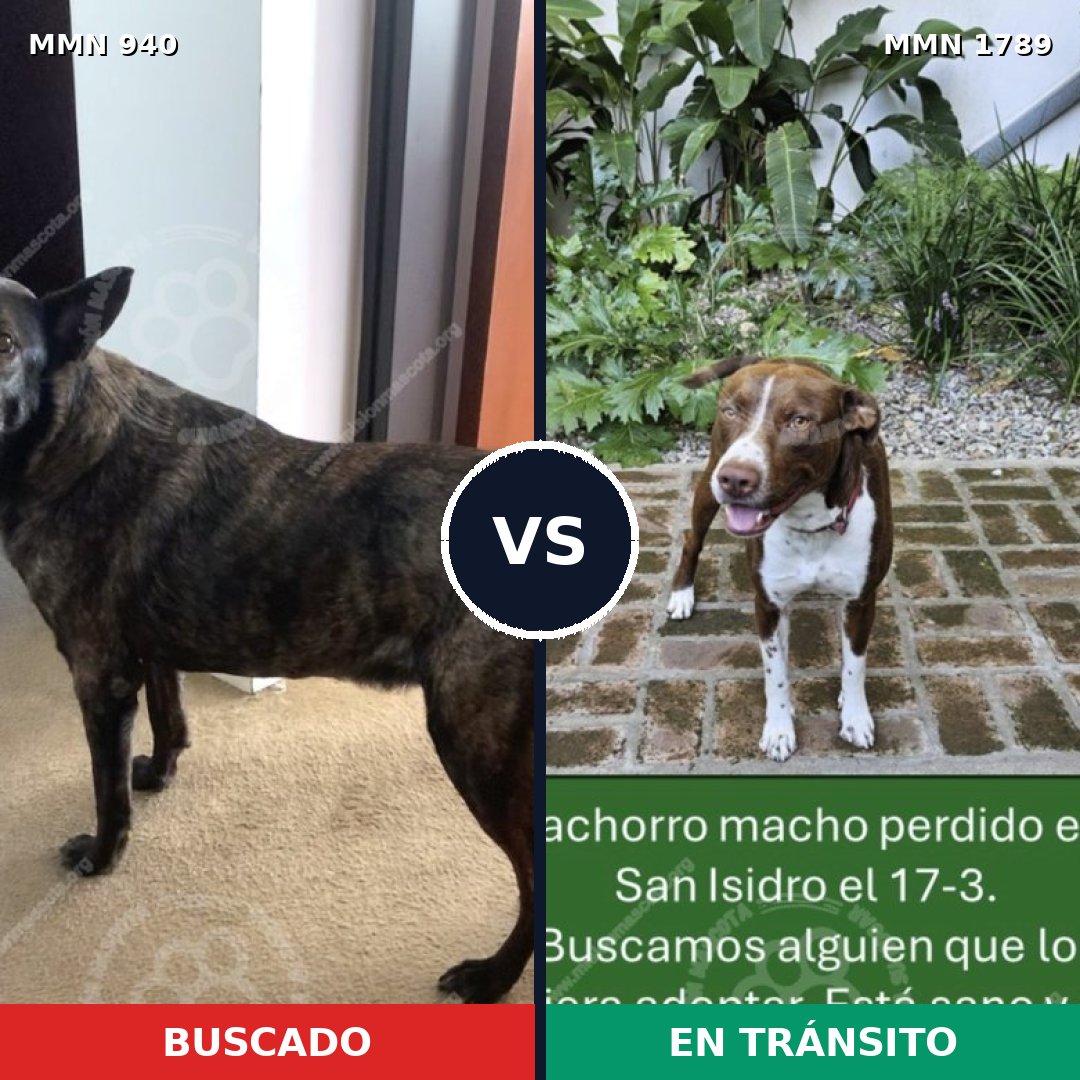 Comparativa MMS 39629: mascota perdida y mascota encontrada, 33% de similitud