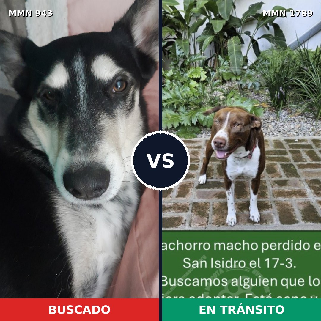 Comparativa MMS 39630: mascota perdida y mascota encontrada, 34% de similitud