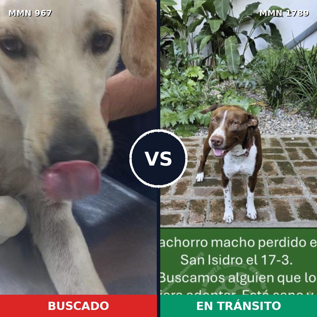 Comparativa MMS 39632: mascota perdida y mascota encontrada, 52% de similitud