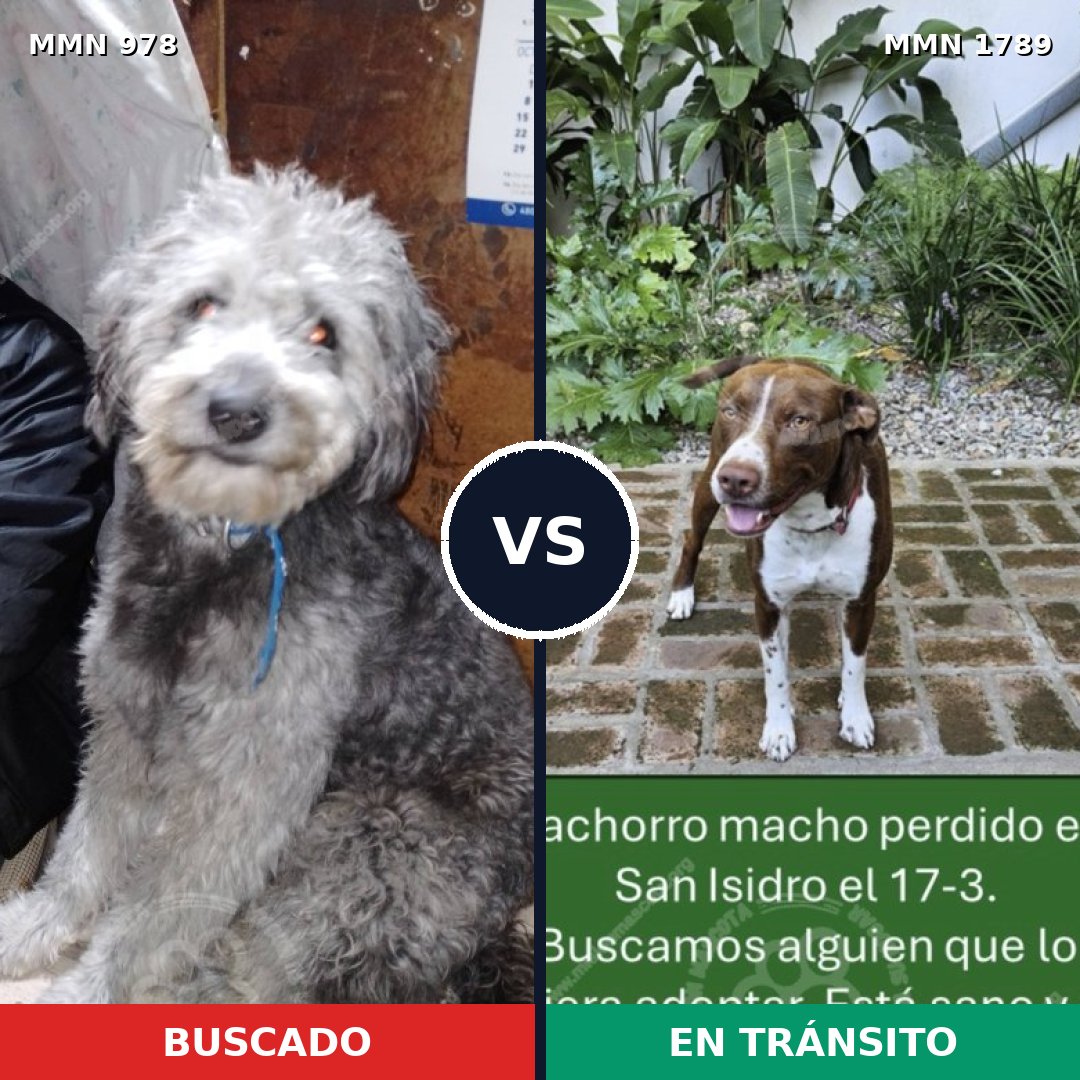 Comparativa MMS 39633: mascota perdida y mascota encontrada, 40% de similitud