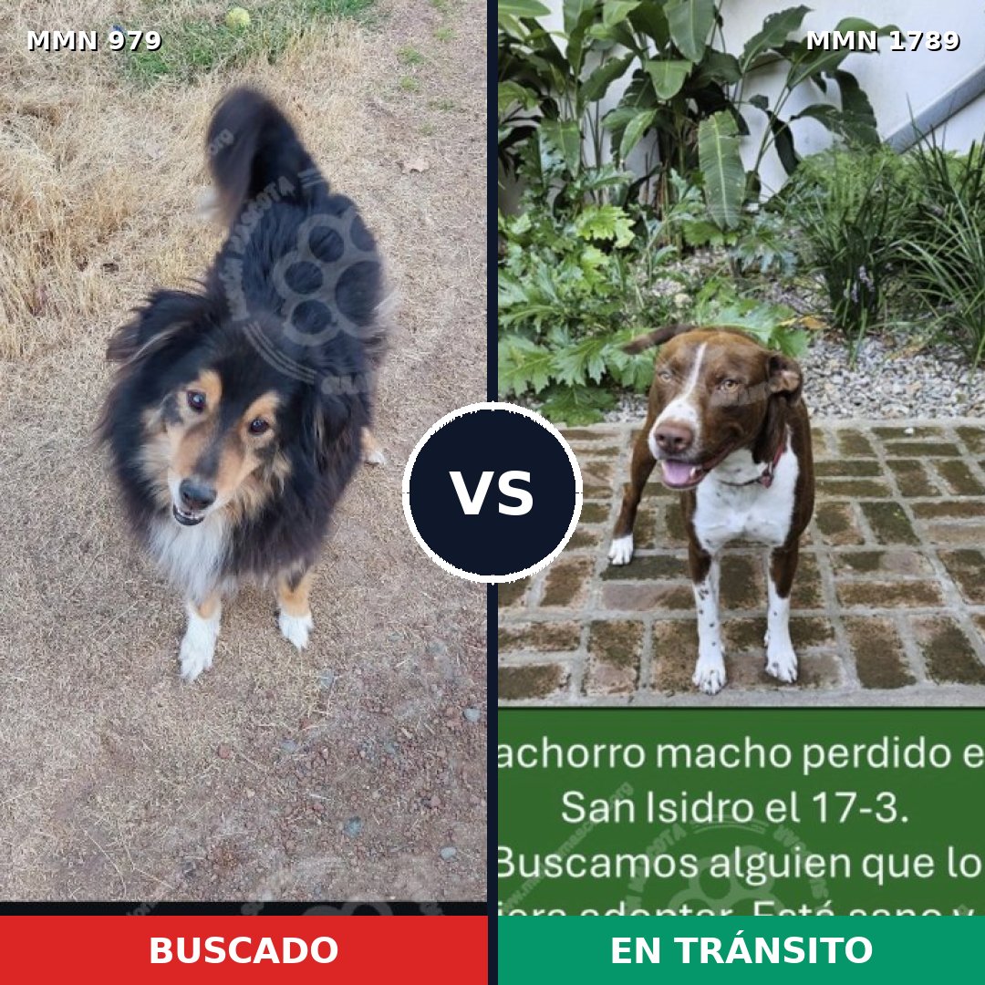 Comparativa MMS 39634: mascota perdida y mascota encontrada, 40% de similitud