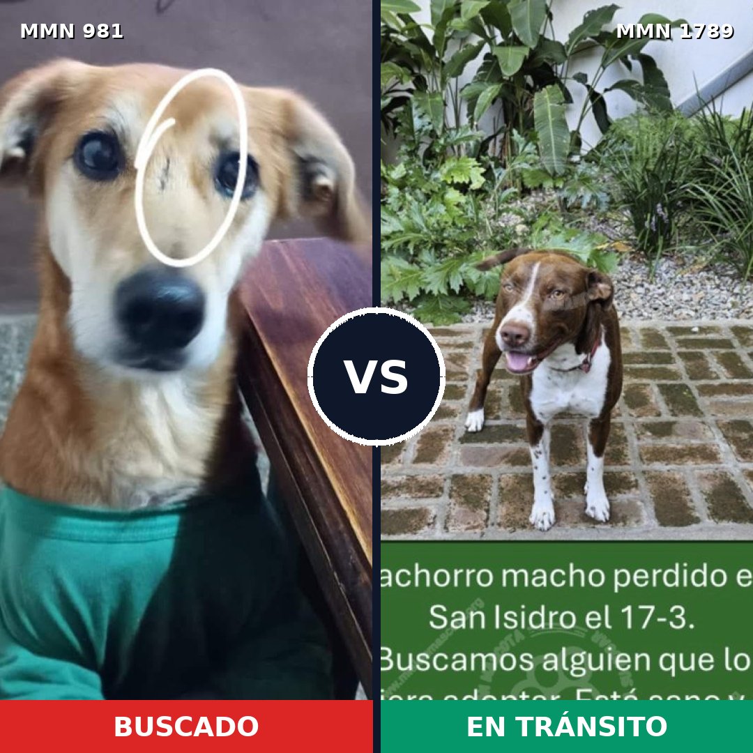 Comparativa MMS 39635: mascota perdida y mascota encontrada, 45% de similitud