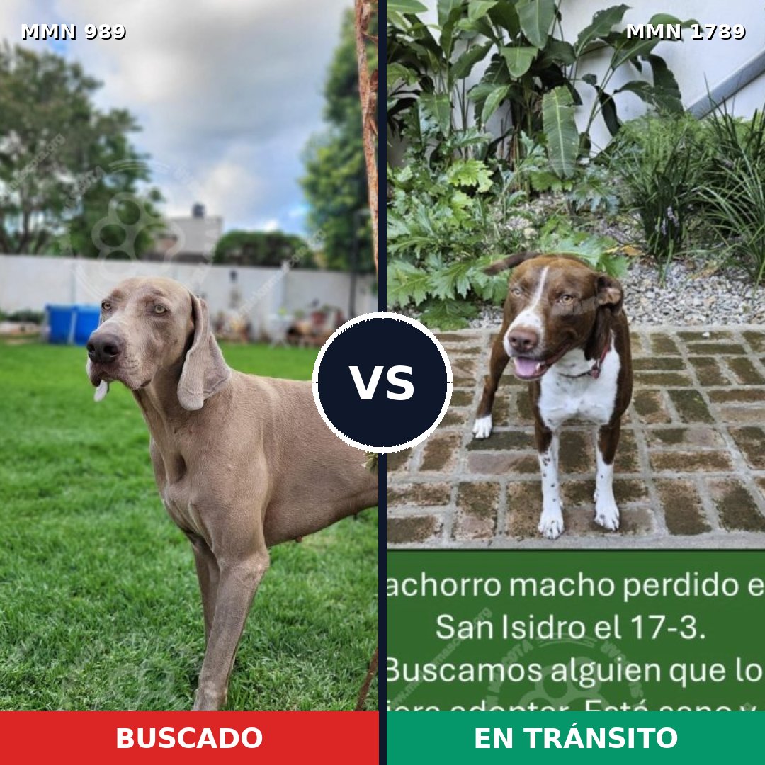 Comparativa MMS 39636: mascota perdida y mascota encontrada, 31% de similitud